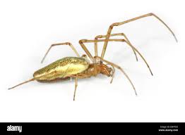 Attēlu rezultāti vaicājumam “Tetragnatha extensa”