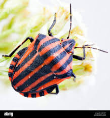 Attēlu rezultāti vaicājumam “Graphosoma lineatum”