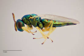 Attēlu rezultāti vaicājumam “Geocrypta galii larva”