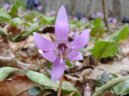 Attēlu rezultāti vaicājumam “Erythronium sibiricum”