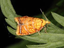 Attēlu rezultāti vaicājumam “Acleris bergmanniana”