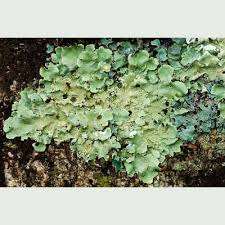 Attēlu rezultāti vaicājumam “Flavoparmelia caperata”