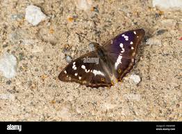 Attēlu rezultāti vaicājumam “Apatura iris male”