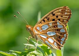 Attēlu rezultāti vaicājumam “Issoria lathonia”