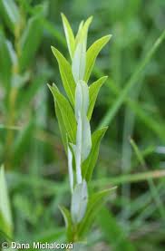 Attēlu rezultāti vaicājumam “Salix repens subsp. rosmarinifolia”