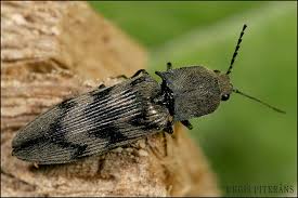 Attēlu rezultāti vaicājumam “Harminius undulatus”