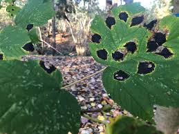 Attēlu rezultāti vaicājumam “Rhytisma acerinum”