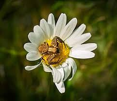 Attēlu rezultāti vaicājumam “Xysticus bifasciatus female”