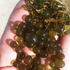 Attēlu rezultāti vaicājumam “Nostoc pruniforme”