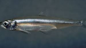 Image result for Osmerus mordax