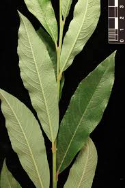 Attēlu rezultāti vaicājumam “Salix myrsinifolia female flower”