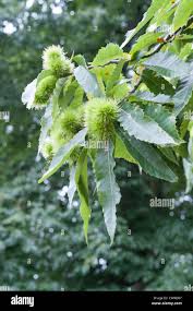 Attēlu rezultāti vaicājumam “Castanea sativa”