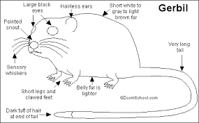 Image result for Gerbil