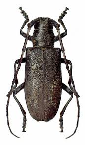 Attēlu rezultāti vaicājumam “Monochamus sutor”