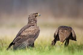 Attēlu rezultāti vaicājumam “Aquila pomarina”