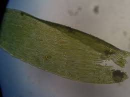 Attēlu rezultāti vaicājumam “Pseudotaxiphyllum elegans macro”