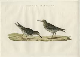 Attēlu rezultāti vaicājumam “Calidris maritima”