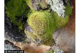 Attēlu rezultāti vaicājumam “Dicranum montanum”