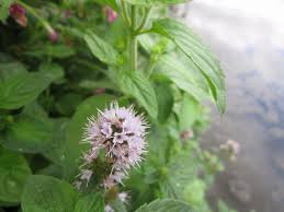 Attēlu rezultāti vaicājumam “Mentha aquatica leaf”