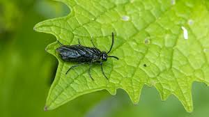 Attēlu rezultāti vaicājumam “Argidae”