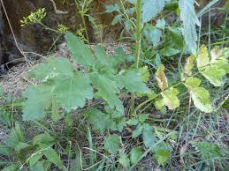 Attēlu rezultāti vaicājumam “Pastinaca sativa subsp. sylvestris”