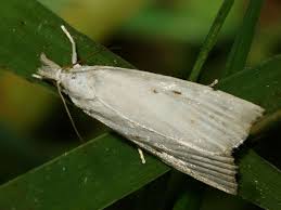 Attēlu rezultāti vaicājumam “Calamotropha paludella”