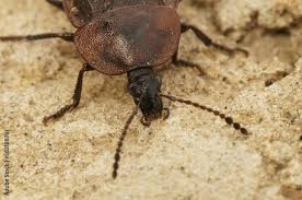 Attēlu rezultāti vaicājumam “Phosphuga atrata”