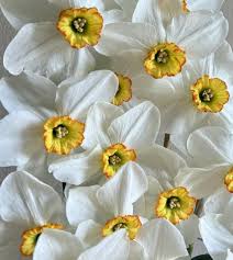 Attēlu rezultāti vaicājumam “Narcissus poeticus”