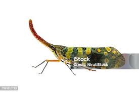 Attēlu rezultāti vaicājumam “Fuligo licentii macro”