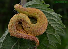 Attēlu rezultāti vaicājumam “Pucciniales”