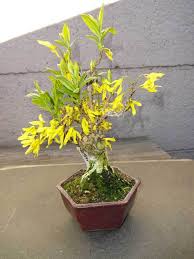 Attēlu rezultāti vaicājumam “Forsythia suspensa flower”