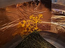 Attēlu rezultāti vaicājumam “Diderma montanum var. album spores”