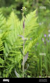 Attēlu rezultāti vaicājumam “Arabis glabra flower”