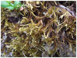 Attēlu rezultāti vaicājumam “Antitrichia curtipendula”