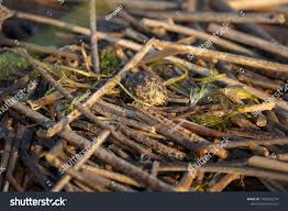 Attēlu rezultāti vaicājumam “Chlidonias niger eggs”