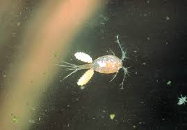 Attēlu rezultāti vaicājumam “Copepoda”