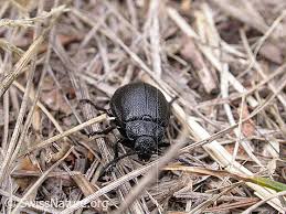 Attēlu rezultāti vaicājumam “Galeruca tanaceti”