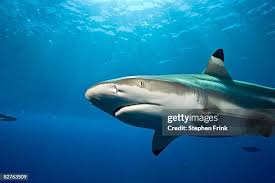 Image result for Carcharhinus melanopterus