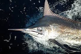 Image result for Istiompax indica