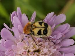 Attēlu rezultāti vaicājumam “Trichius fasciatus imago”