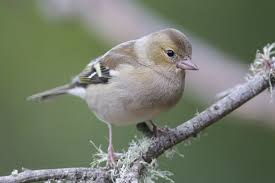 Attēlu rezultāti vaicājumam “Fringilla coelebs female”