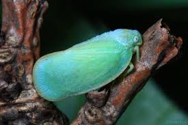 Attēlu rezultāti vaicājumam “Auchenorrhyncha”