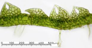 Attēlu rezultāti vaicājumam “Cephalozia lunulifolia”