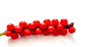 Attēlu rezultāti vaicājumam “Eriophorum gracile fruit”