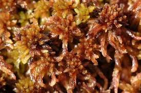 Attēlu rezultāti vaicājumam “Sphagnum magellanicum”