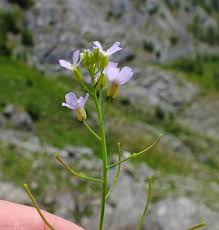 Attēlu rezultāti vaicājumam “Cardaminopsis arenosa flower”