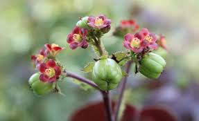 Attēlu rezultāti vaicājumam “Euphorbiaceae”