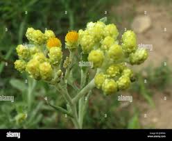 Attēlu rezultāti vaicājumam “Helichrysum arenarium leaf”
