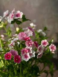Image result for Phlox drummondii