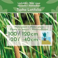 Image result for Rohrkolben